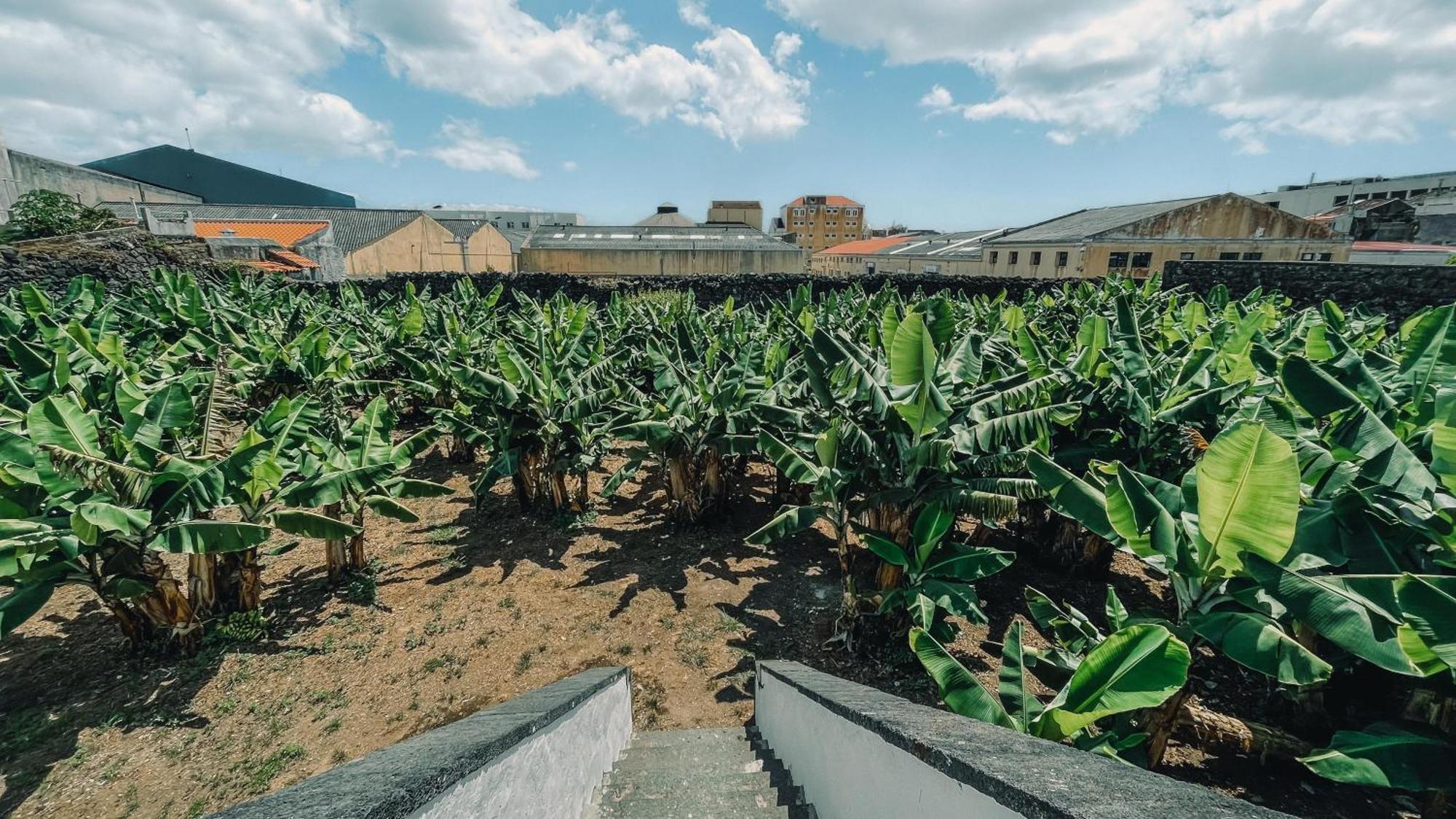 The Farm - Azores Boutique House Ponta Delgada  Exterior photo